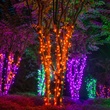 70 5mm Amber LED Halloween Lights, 4" Spacing, Black Wire