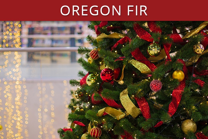 Oregon Fir Commercial Christmas Trees