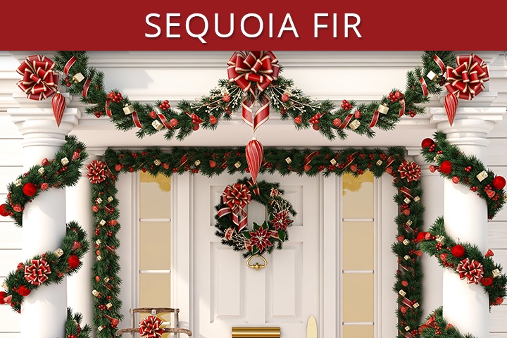 Sequoia Fir Commercial Christmas Trees