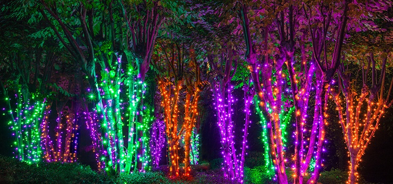 Electric Forest Halloween Lights
