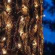 2' x 8' Trunk Wrap - 100 Clear Lights, Green Wire
