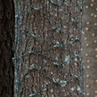 2' x 8' Trunk Wrap - 100 Clear Lights, Green Wire