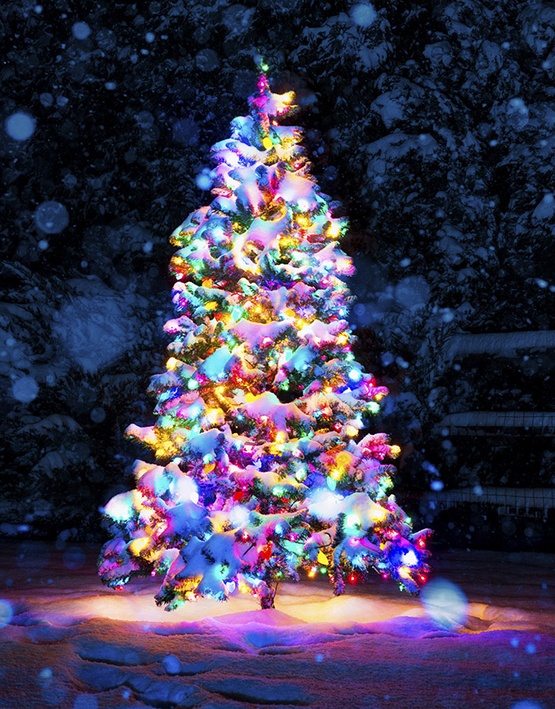 Snowy Tree Wrapped with Lights