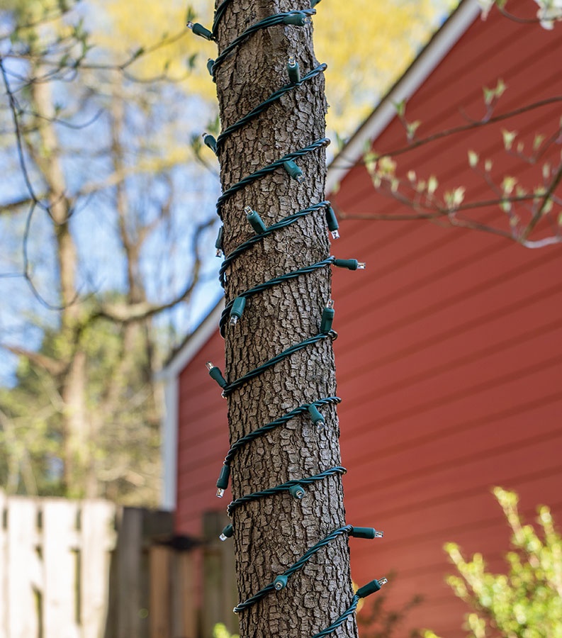 How to Wrap a Tree with Lights