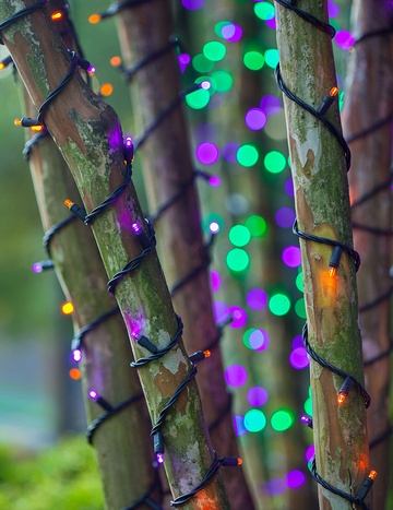 Trees Wrapped in Purple and Orange Lights on Halloween!
