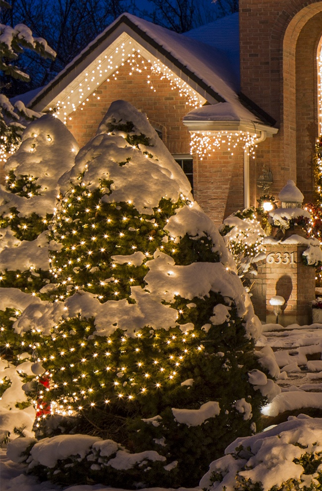 Net Lights Wrapped Around A Cone Shaped Bush