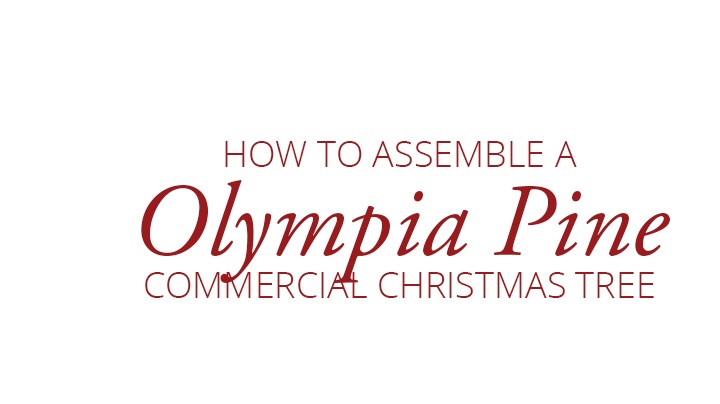 Olympia Pine Commercial Christmas Trees