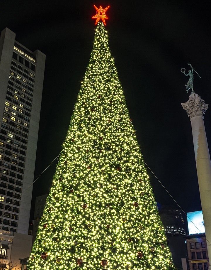 Olympia Pine Commercial Christmas Trees
