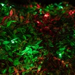 5mm 4' x 6' Red, Green SoftTwinkle LED Net Lights, Green Wire