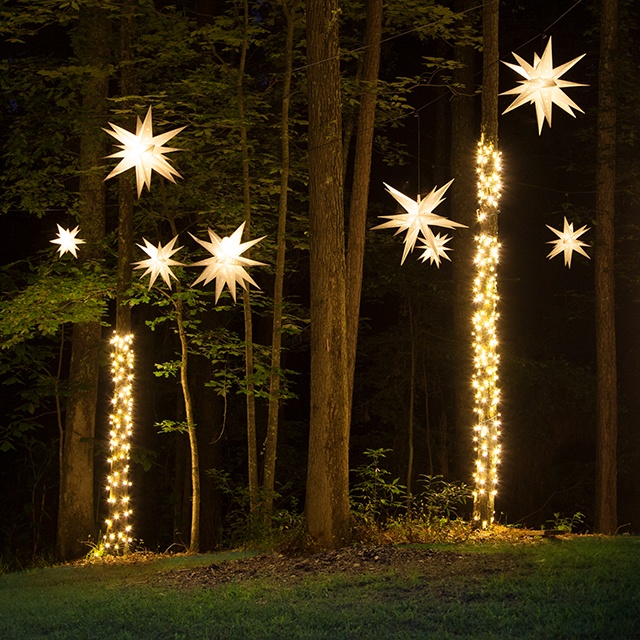 Star Lights Hanging in a Forest