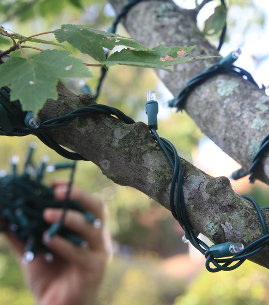 How to Wrap a Tree with Lights