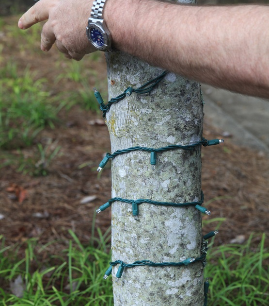 How to Wrap a Tree with Lights